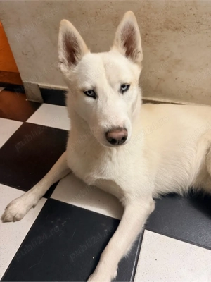 vand puiuti de husky siberian cu ochii albastrii - imagine 3