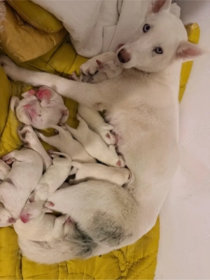 vand puiuti de husky siberian cu ochii albastrii