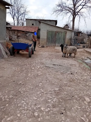 Berbeci tineri de vanzare - imagine 2