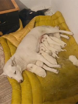 vand puiuti de husky siberian cu ochii albastrii - imagine 2