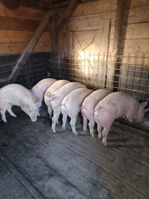 vand șoldani  - imagine 3