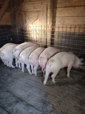 vand șoldani  - imagine 2