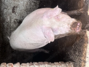 Vand porc si purcea  - imagine 2