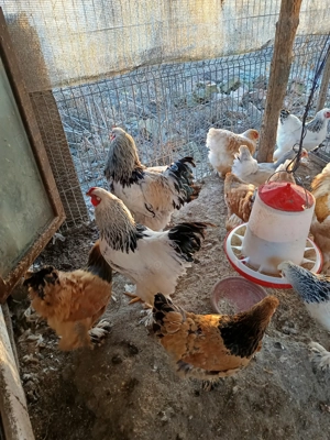 Oua incubat găini austrolorp și brahma  - imagine 5