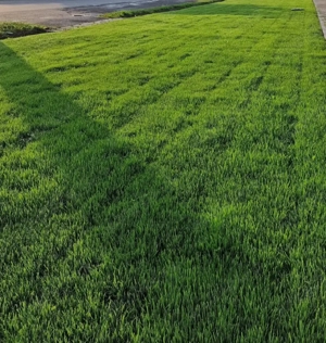 Intretinere spatii verzi - taiat iarba, gazon, gard viu