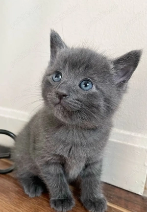 Russian Blue  - imagine 2