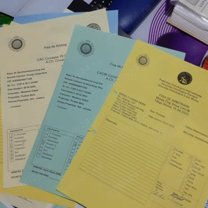 Femelă Saint Bernard caută o familie iubitoare - imagine 4