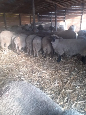 vânzare oi - imagine 3