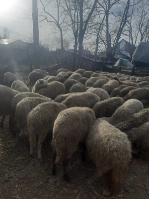 vânzare oi - imagine 4