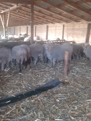 vânzare oi - imagine 2