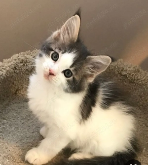 Siberiana de pădure  - imagine 5