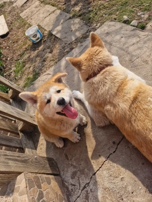 akita inu puii au 2 luni si jumătate! - imagine 5