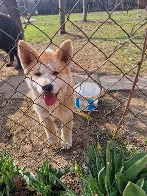Akita inu superbi isi cauta stăpâni iubitori!
