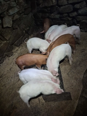 Purcei de vanzare - imagine 4