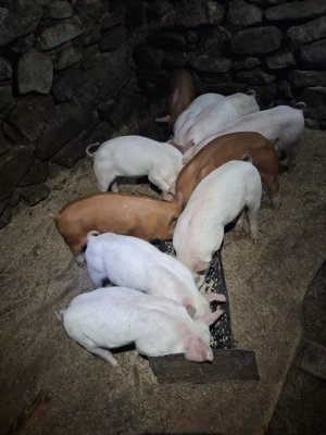 Purcei de vanzare - imagine 5