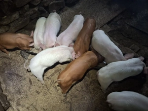 Purcei de vanzare - imagine 3