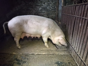 Purcei de vanzare - imagine 2