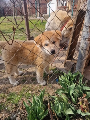 Akita inu superbi isi cauta stăpâni iubitori!Oferta speciala de Paște! - imagine 3