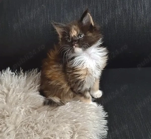 Maine Coon pisicuti cu Pedigree WCF- Felisa Autorizata Timisoara