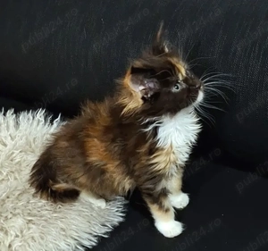 Maine Coon pisicuti cu Pedigree WCF- Felisa Autorizata Timisoara - imagine 4