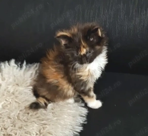 Maine Coon pisicuti cu Pedigree WCF- Felisa Autorizata Timisoara - imagine 2