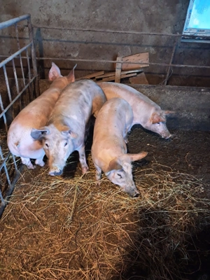 Purcei de rasă - imagine 2