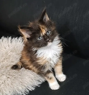 Maine Coon pisicuti cu Pedigree WCF- Felisa Autorizata Timisoara - imagine 6