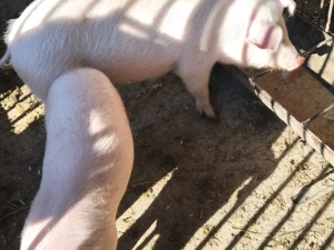 grasuni  landras.. - imagine 4