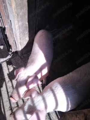 grasuni  landras.. - imagine 5