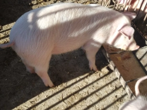 grasuni  landras.. - imagine 2