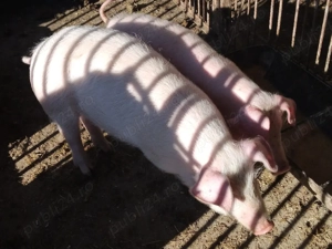 grasuni  landras.. - imagine 3