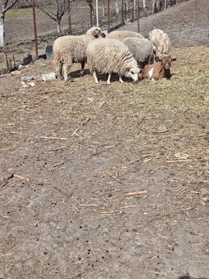 Țap alpin francez  - imagine 3