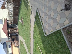 Vand casa cu curte 650 m2 - imagine 2