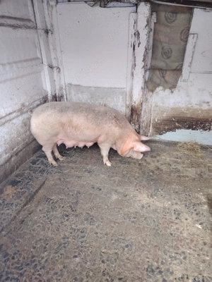 Vand scroafa de taiat sau de tinut - imagine 2