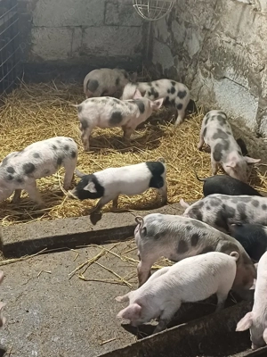 vand purcei - imagine 2