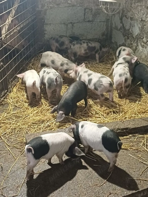 vand purcei - imagine 3