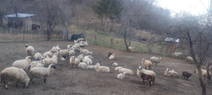 Vând oi și miei  - imagine 2