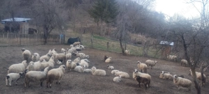 Vând oi și miei  - imagine 3