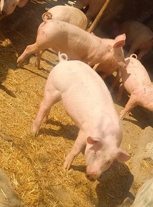 soldani rasa marele alb 