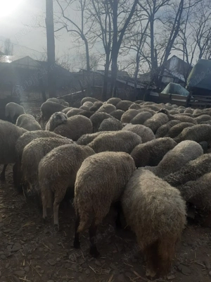 oi de vânzare - imagine 4