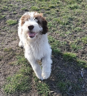 Ciobanesc mioritic - imagine 3