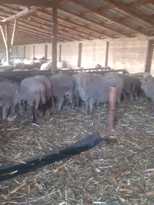 oi de vânzare - imagine 3