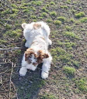 Ciobanesc mioritic - imagine 2