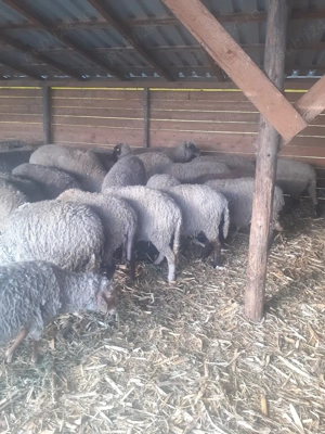 oi de vânzare - imagine 5