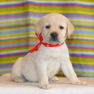 Labrador Retriever 