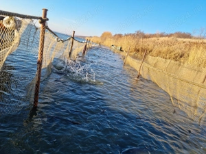 Peste -  crap, sanger, novac, caras - imagine 2