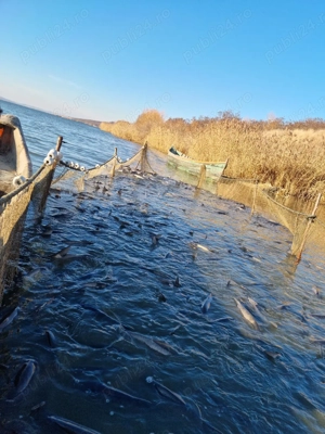 Peste -  crap, sanger, novac, caras - imagine 3