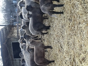 Vand miei 24 kilogramu - imagine 3