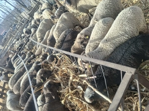 Vand miei 24 kilogramu