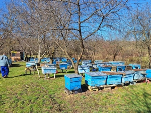 Vind familii de albine